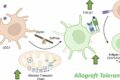 Targeting immune cells to improve long-term survival in organ ...