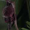 Tiny recording backpacks reveal bats' surprising hunting strategy