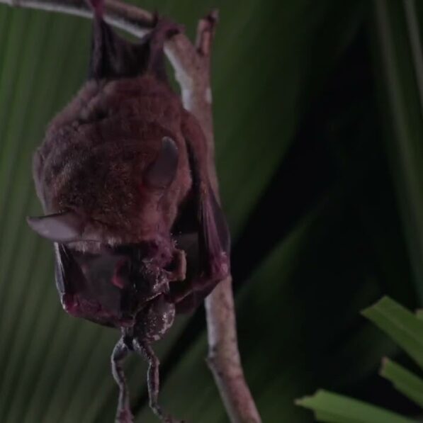 Tiny recording backpacks reveal bats' surprising hunting strategy