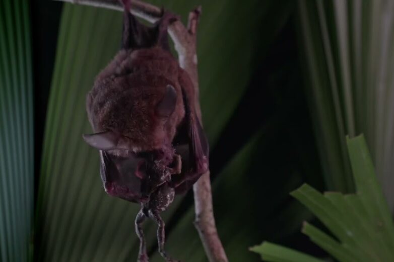 Tiny recording backpacks reveal bats' surprising hunting strategy