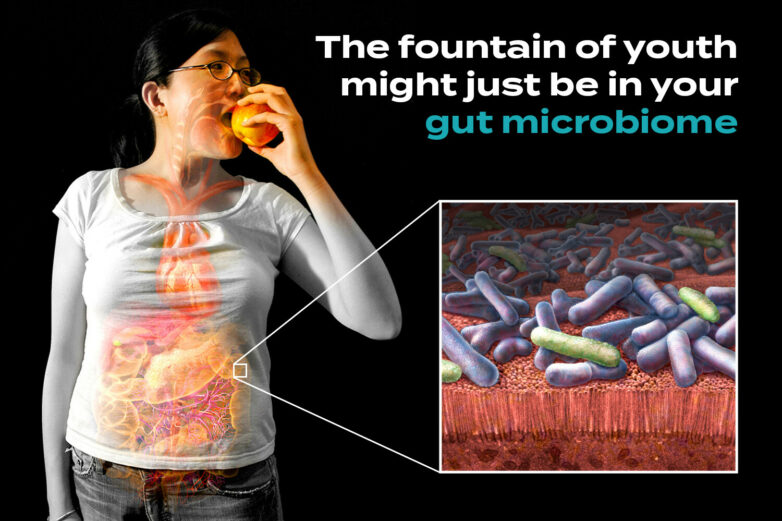 The Surprising Role of Your Gut Microbiome in Aging - StoryMD