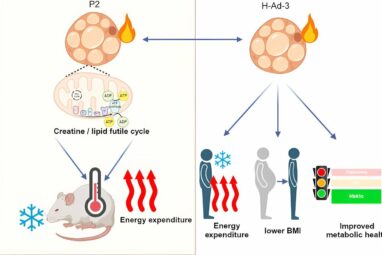 A new class of beige fat cells that burn energy via 'futile cycles ...
