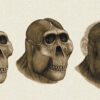 Dental Detectives: What Fossil Teeth Reveal About Ancestral Human ...