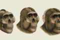 Dental Detectives: What Fossil Teeth Reveal About Ancestral Human ...