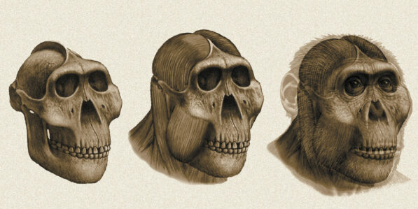 Dental Detectives: What Fossil Teeth Reveal About Ancestral Human ...